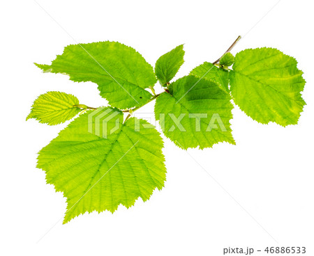 Corylus branches with young green leaves Corylus branches with young green leaves 46886533
