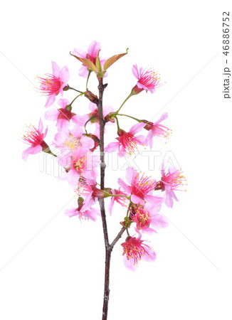Pink Cherry blossom flowers white background 46886752