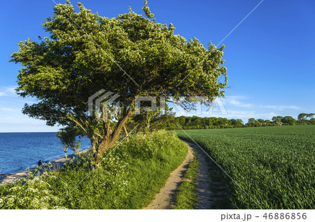 Steep coast in Staberhuk 46886856