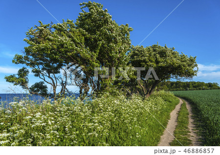 Steep coast in Staberhuk 46886857
