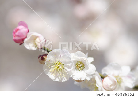 咲き分けの梅の花 咲き分けの梅の花 46886952