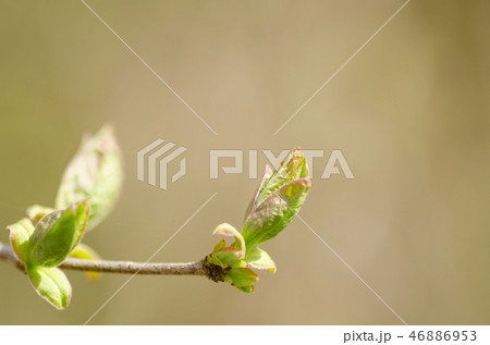 白樺の芽吹き 白樺の芽吹き 46886953