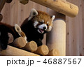 鯖江のレッサーパンダ 46887567