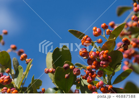 マサキの実 46887588
