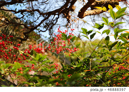 お寺の庭に咲く赤い実 南天の写真素材 4687 お寺の庭に咲く赤い実 南天の写真素材 4687