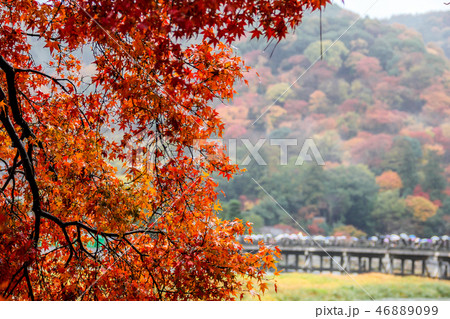 紅葉に時雨、嵐山渡月橋遠景 紅葉に時雨、嵐山渡月橋遠景 46889099