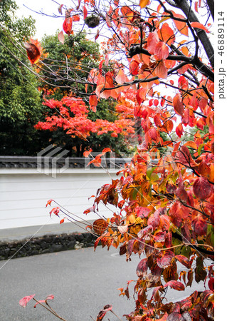 鹿王院の白壁に桜の紅葉 鹿王院の白壁に桜の紅葉 46889114