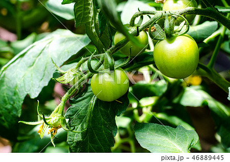Green unripe fruit of tomatoes on bushes 46889445