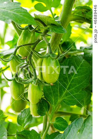Green unripe fruit of tomatoes on bushes Green unripe fruit of tomatoes on bushes 46889446