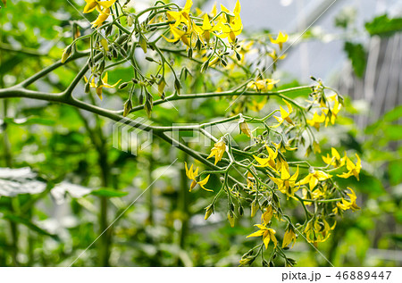 Small yellow flowers on bushes of tomatoes Small yellow flowers on bushes of tomatoes 46889447