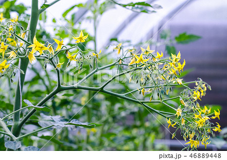 Small yellow flowers on bushes of tomatoes Small yellow flowers on bushes of tomatoes 46889448