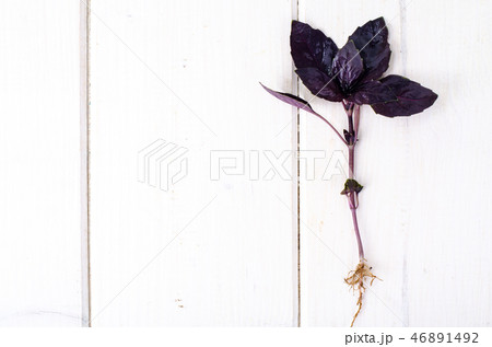 Red leaved basil Red leaved basil 46891492