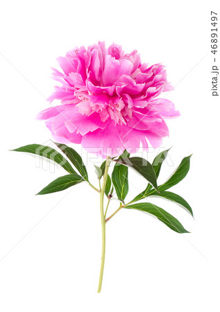 Single flowering pink peony Single flowering pink peony 46891497