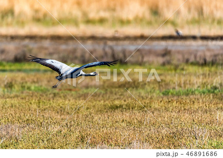 Beautiful flying demoiselle crane or Grus virgo Beautiful flying demoiselle crane or Grus virgo 46891686