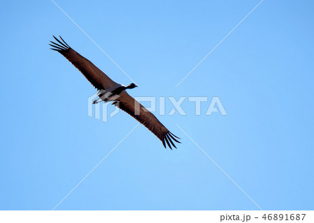 Beautiful flying demoiselle crane or Grus virgo Beautiful flying demoiselle crane or Grus virgo 46891687