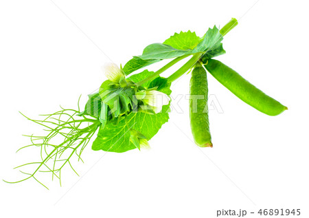 Branch of green peas with leaves and pods Branch of green peas with leaves and pods 46891945