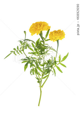 Marigolds with yellow orange flower on white  46892690