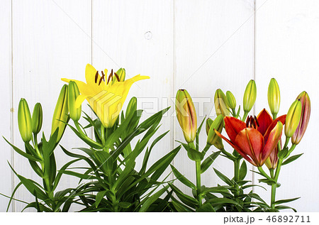Growing of lilies in containers 46892711