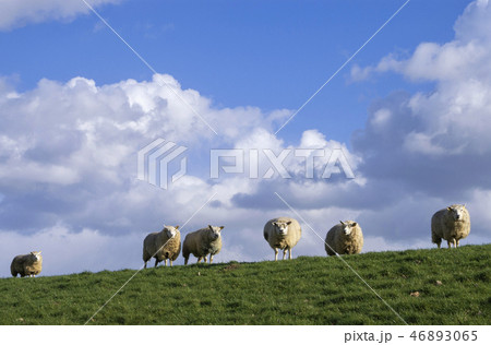 Grazing sheep on a dike Grazing sheep on a dike 46893065