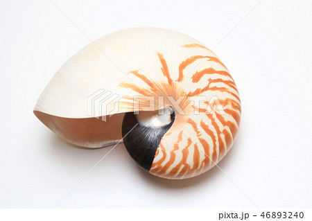オウムガイ オウムガイ 46893240