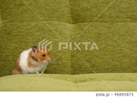 ゴールデンハムスター 46893873