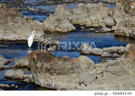 シラサギ 46894249