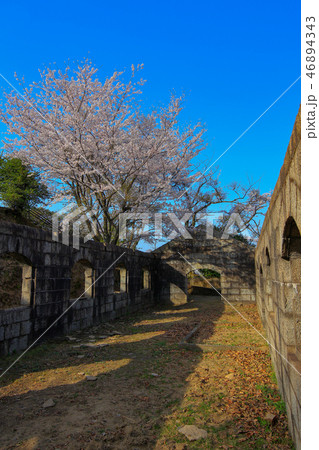 桜　音戸の瀬戸公園　高烏台公園の桜 46894343