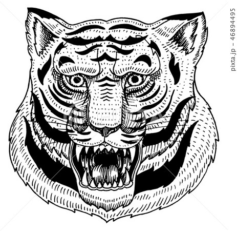Head Of Wild Animal Predator Asian Tiger Face のイラスト素材
