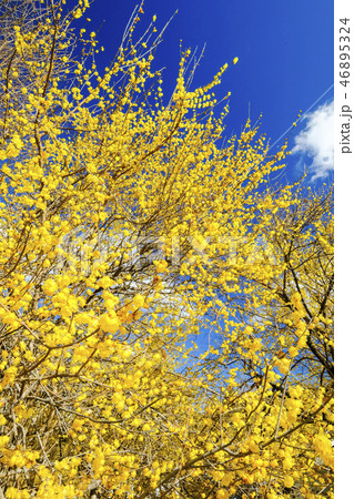 ろうばいの郷2019（縦） 46895324