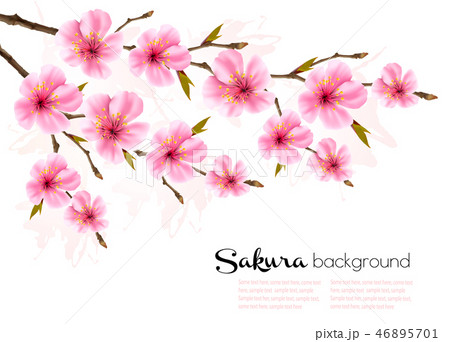 Spring background with Sakura japan cherry Spring background with Sakura japan cherry 46895701