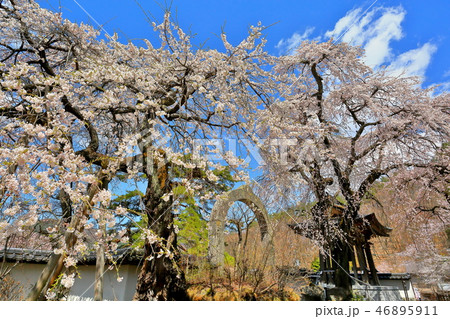 長野県上田市の長谷寺のしだれ桜 46895911