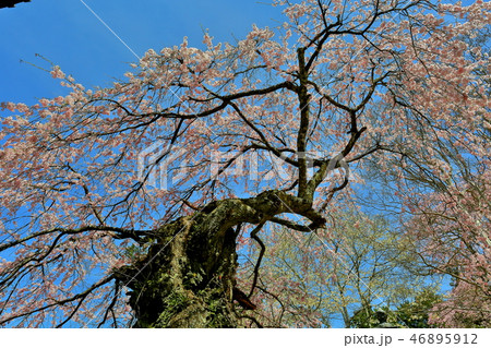 長野県上田市の長谷寺のしだれ桜 長野県上田市の長谷寺のしだれ桜 46895912