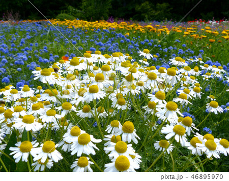 カモミール香る青山ハーブ園 46895970