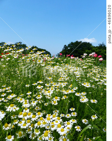 カモミール香る青山ハーブ園 46896020