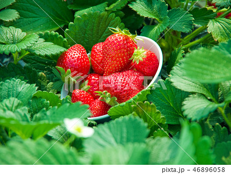器に入ったいちご 46896058