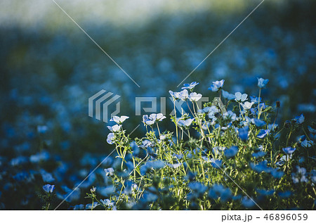 ネモフィラ 46896059