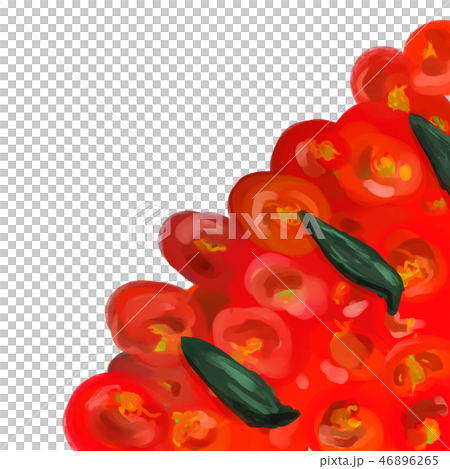 バジルとトマト　（ピザ/ピッツァの具材） 46896265