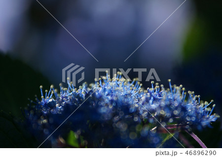 鳥取　四季の散歩　夏　東光寺 46896290