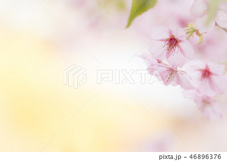 サクラと春色の背景 46896376