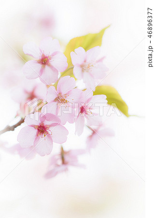 優しい桜 46896377