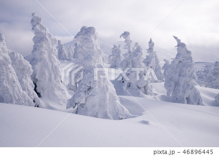 樹氷 46896445