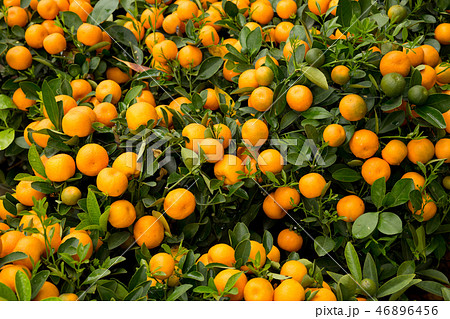 Kumquat, the decoration of Chinese lunar new year Kumquat, the decoration of Chinese lunar new year 46896456