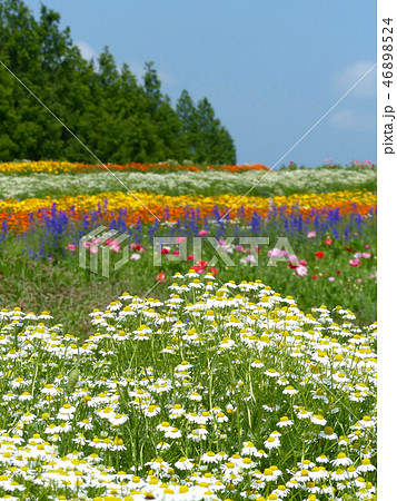 カモミール香るカラフルな青山ハーブ園 カモミール香るカラフルな青山ハーブ園 46898524