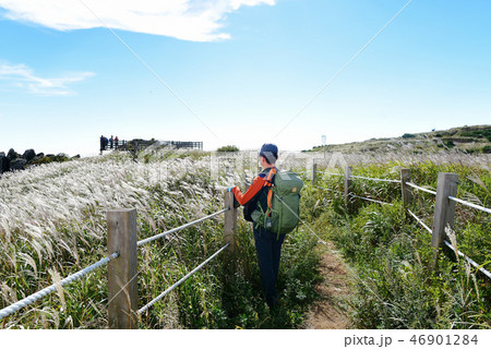 千聖山 登山 ススキ 46901284
