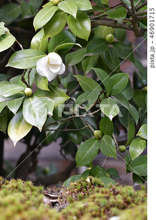 修学院離宮 白侘助 修学院離宮 白侘助 46901715