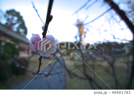 大分県護国神社 46901783