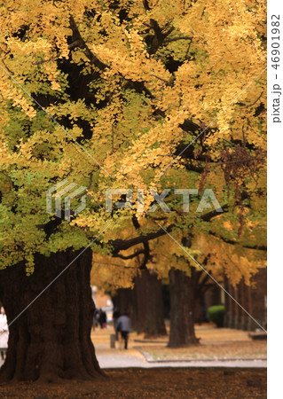 東京大学本郷キャンパスの紅葉 東京大学本郷キャンパスの紅葉 46901982