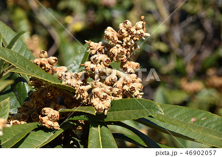 ビワ(枇杷) ビワ(枇杷) 46902057