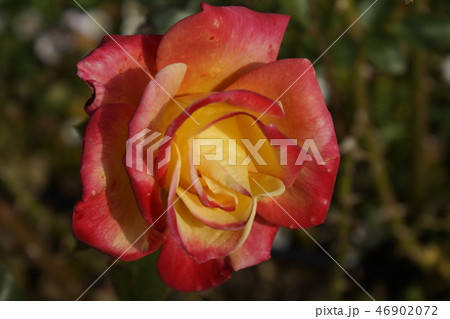 バラの花 赤色 黄色混じり バラの花 赤色 黄色混じり 46902072