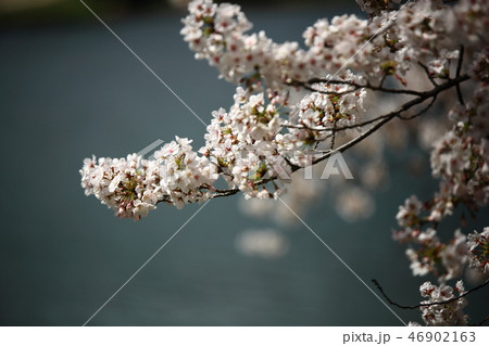 桜 春 季節 46902163